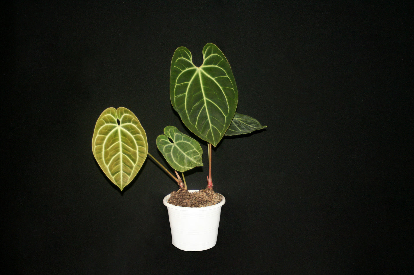 Anthurium Besseae