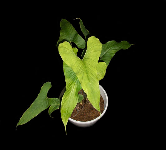 Anthurium Draconopterum