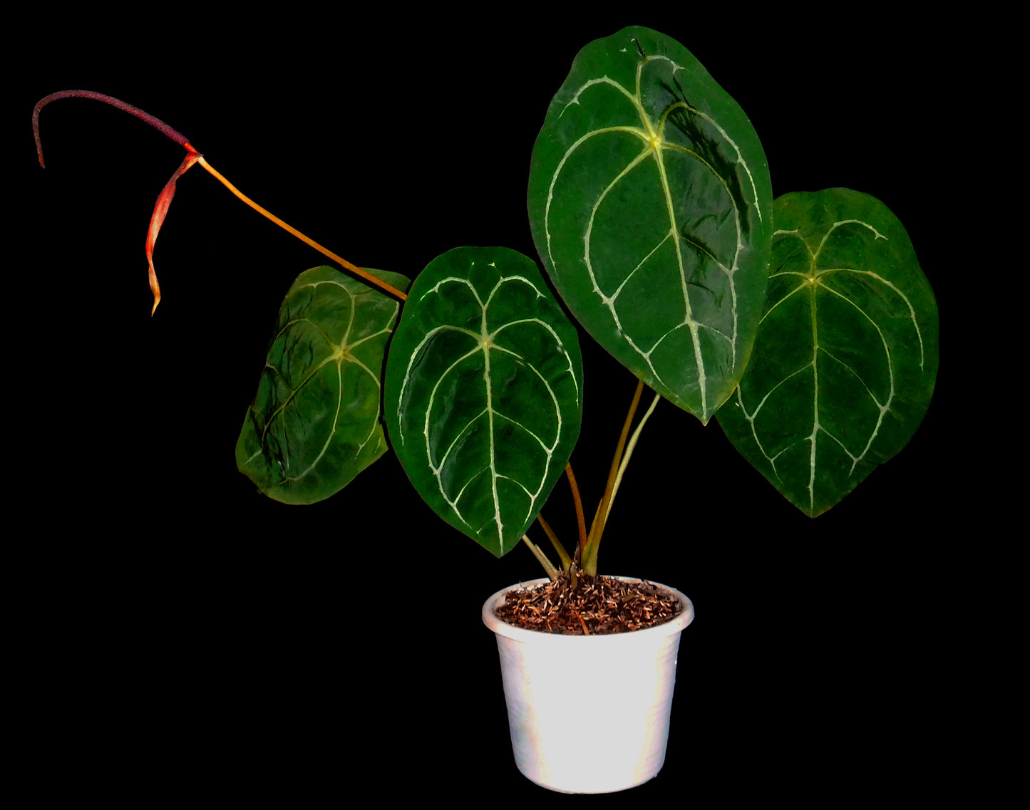 Anthurium Forgetti