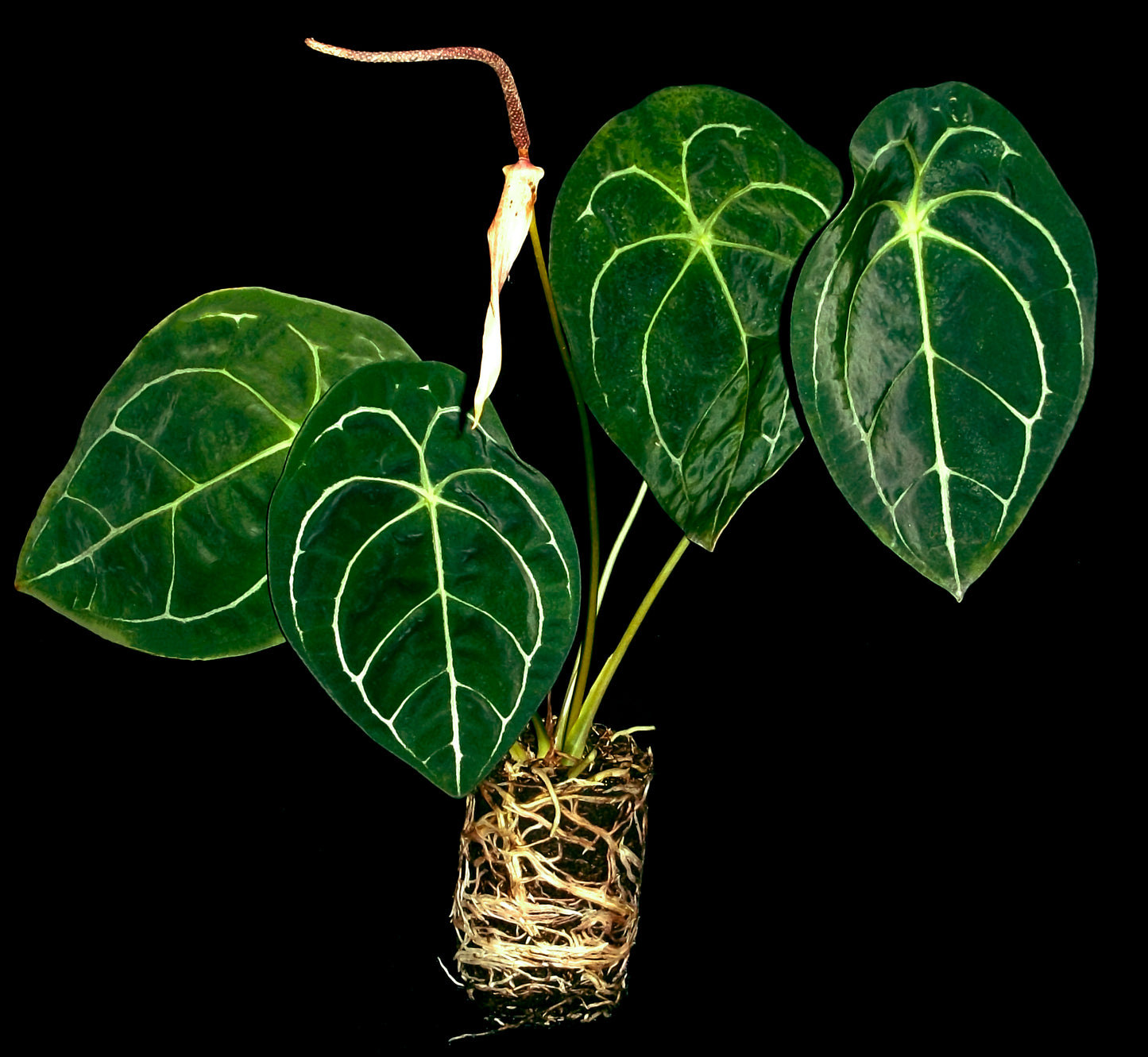 Anthurium Forgetti