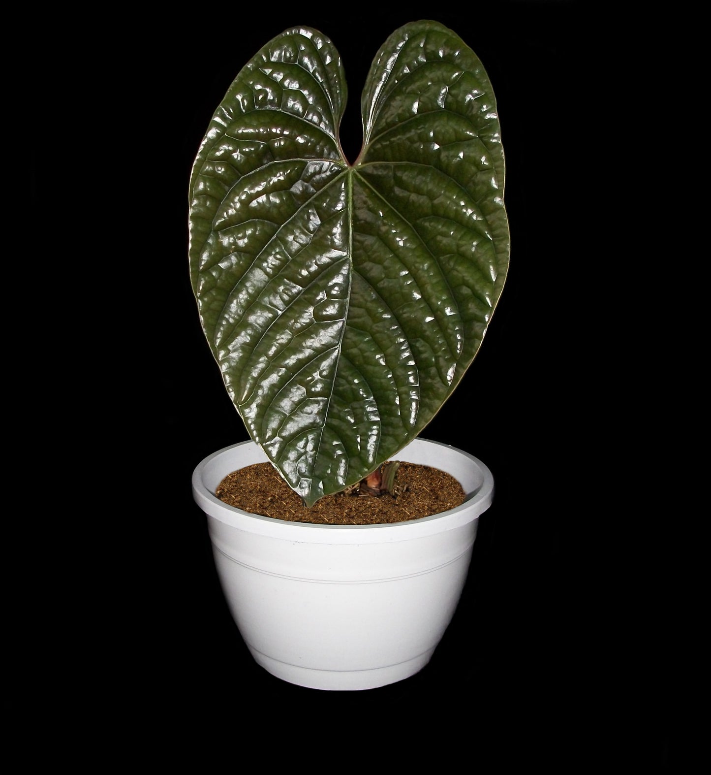 Anthurium Luxurians
