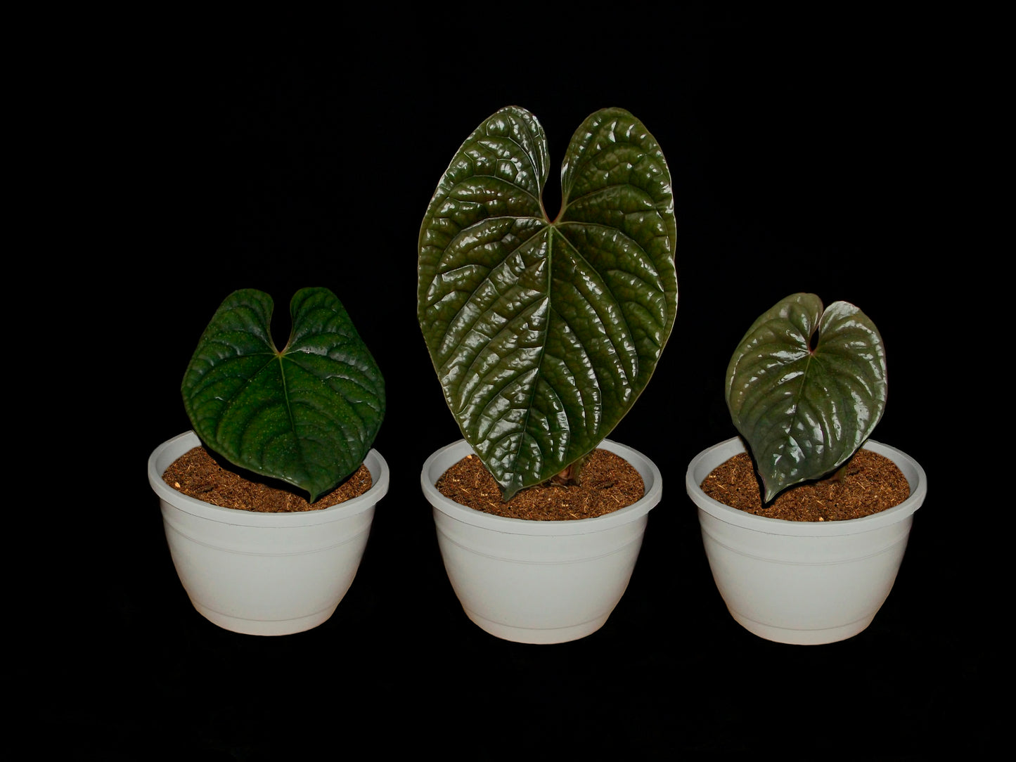 Anthurium Luxurians