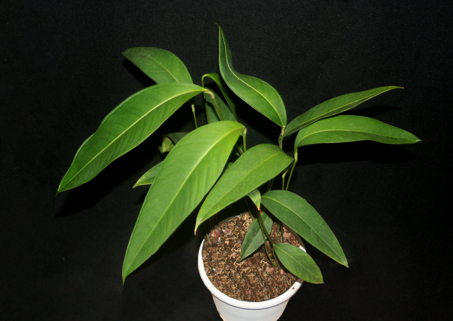 Anthurium Microphyllum