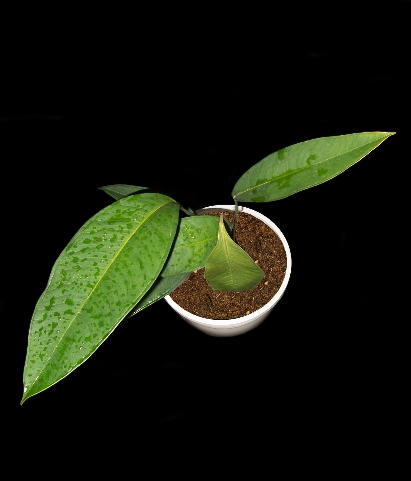 Anthurium Microphyllum
