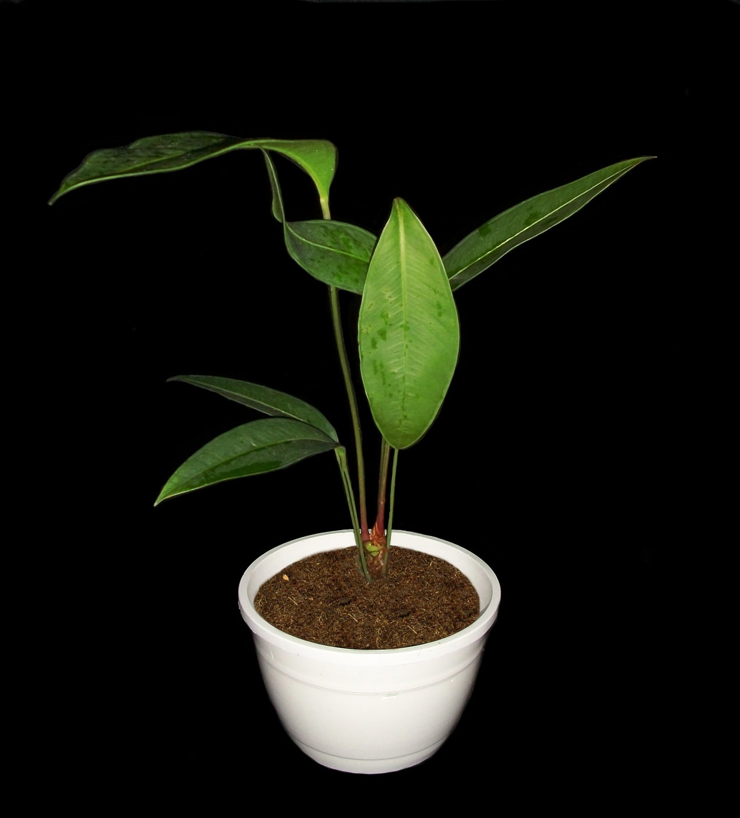 Anthurium Microphyllum