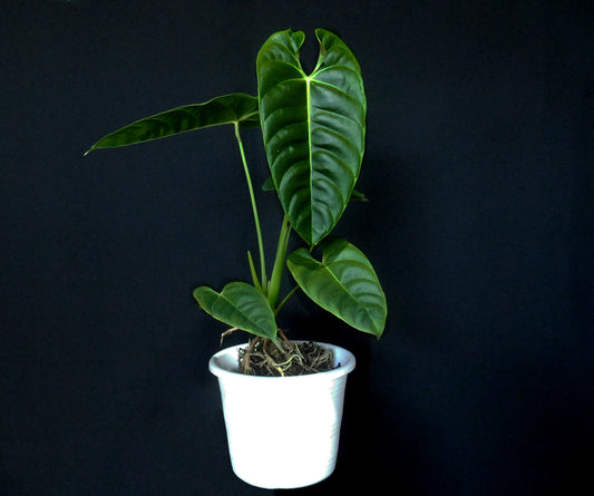 Anthurium Recavum