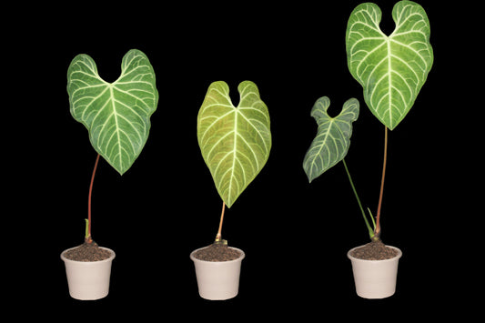 Anthurium Regale