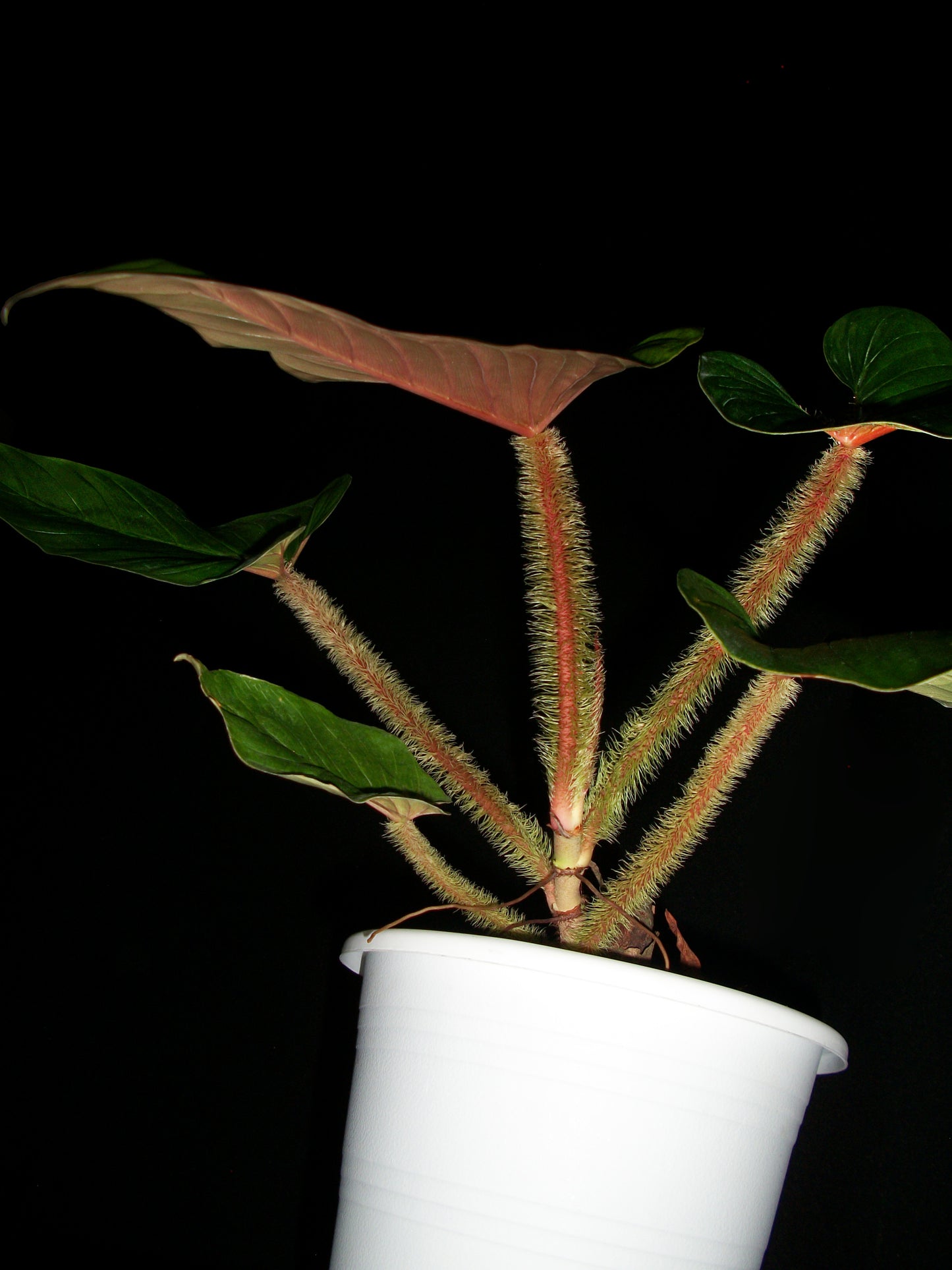 Philodendron Serpens Red