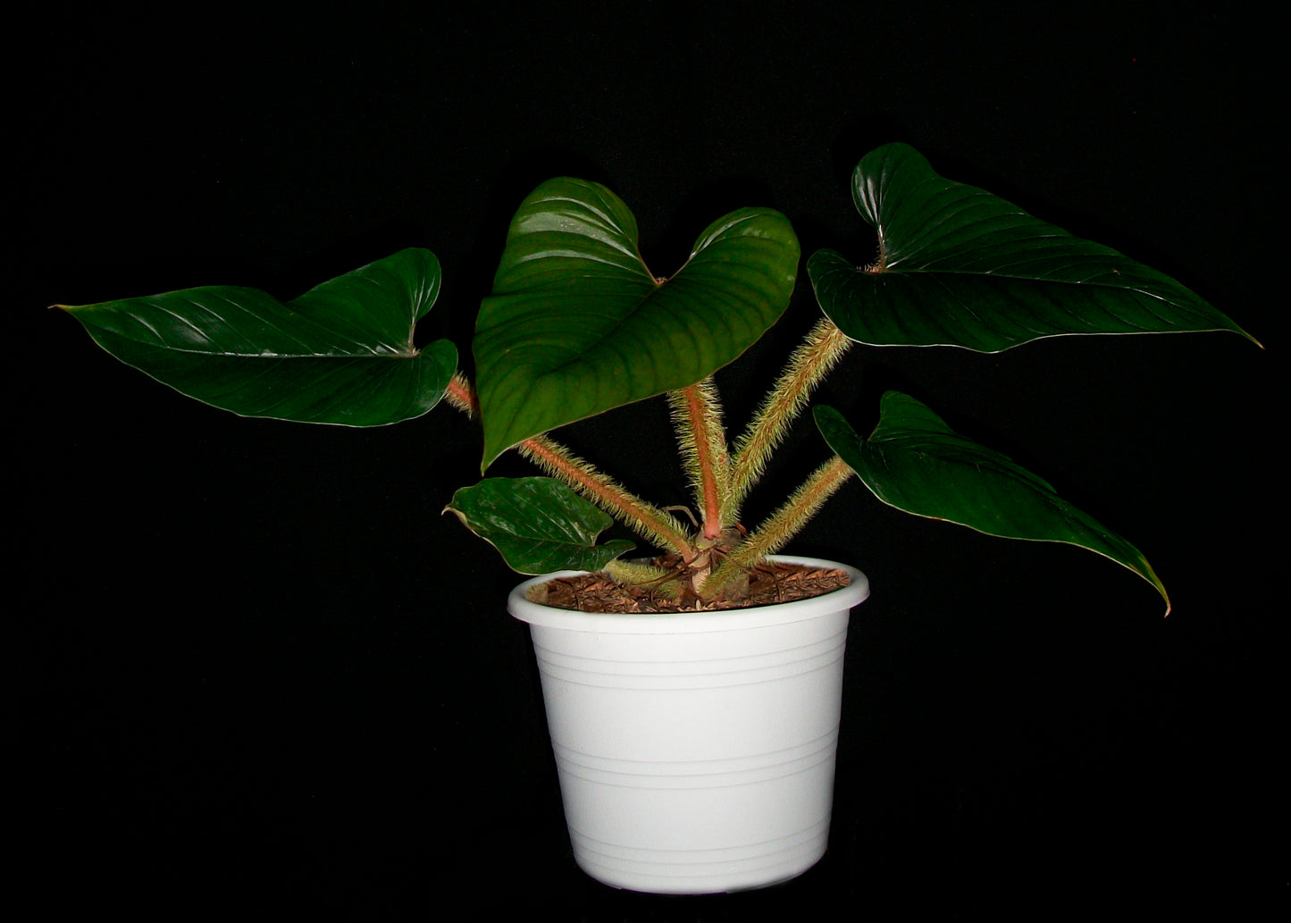 Philodendron Serpens Red
