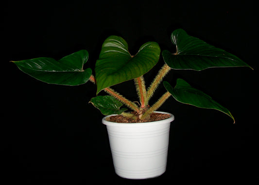 Philodendron Serpens Red
