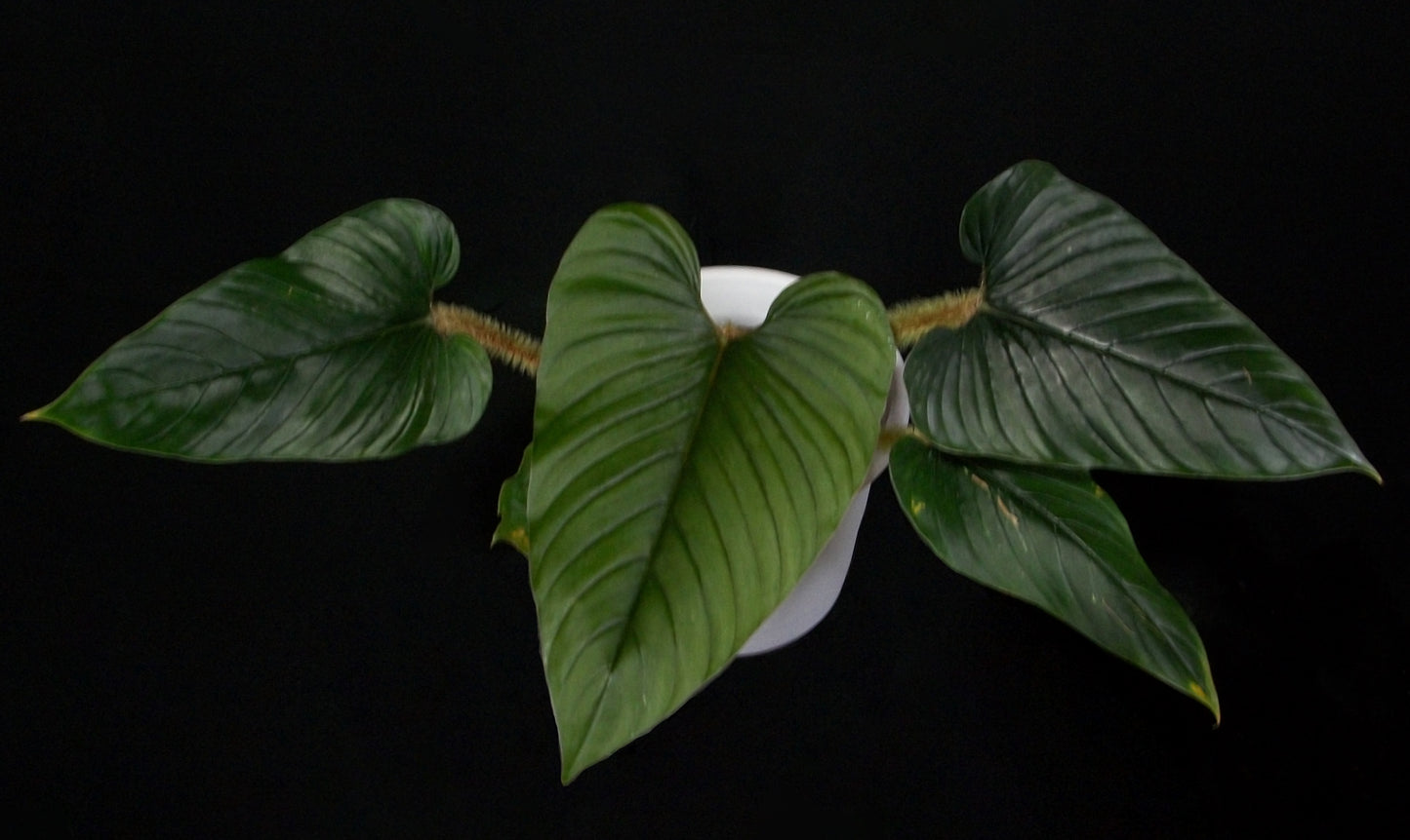 Philodendron Serpens Red