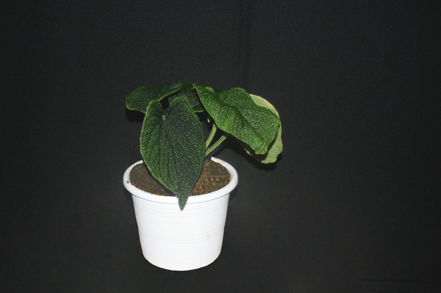 Anthurium Splendidum