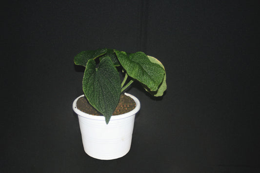 Anthurium Splendidum