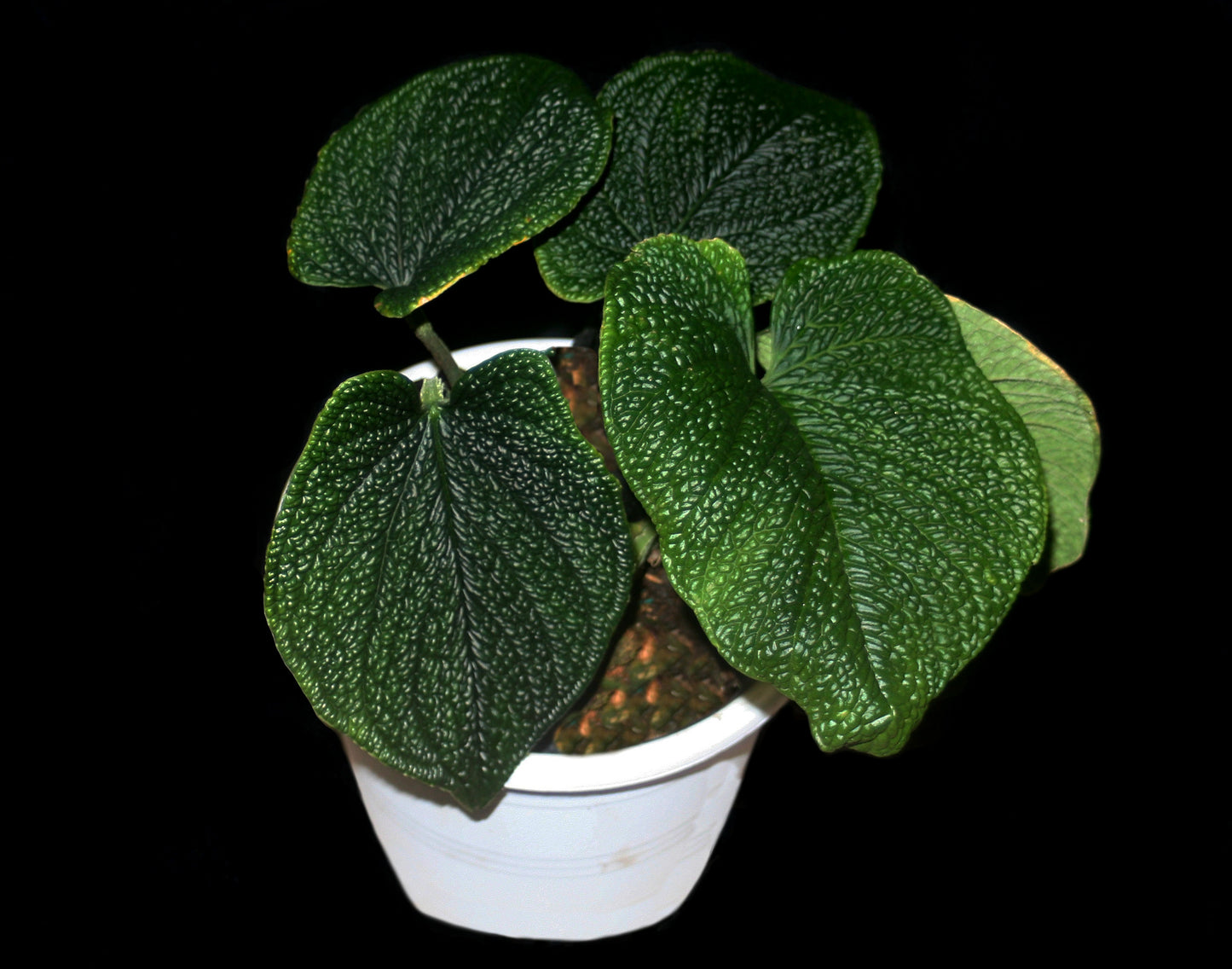 Anthurium Splendidum