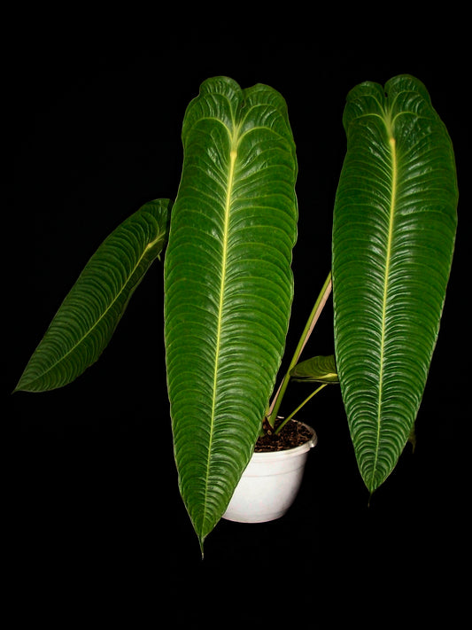 Anthurium Veitchii