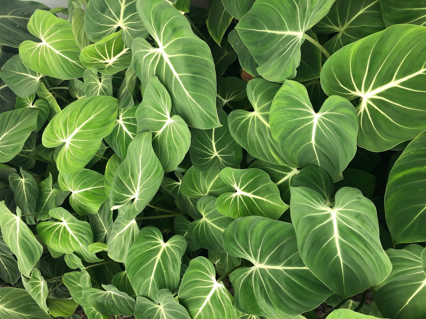 Anthurium SPP