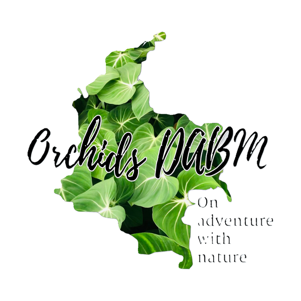 Orchids DABM