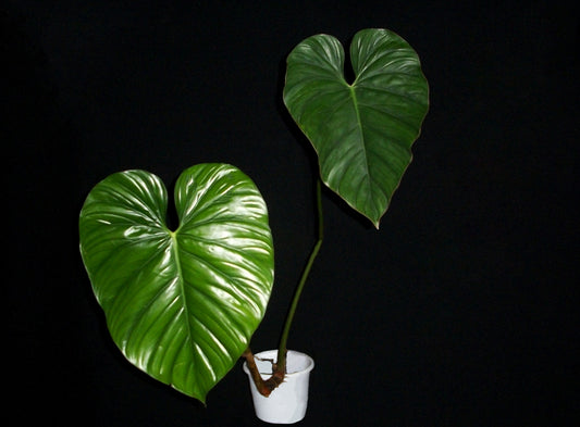 Philodendron Pastazanum