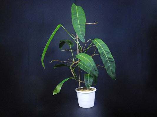 Philodendron Patriciae