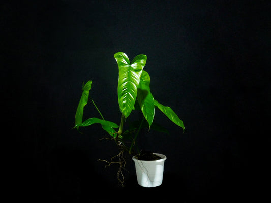 Philodendron Pinnatilobum